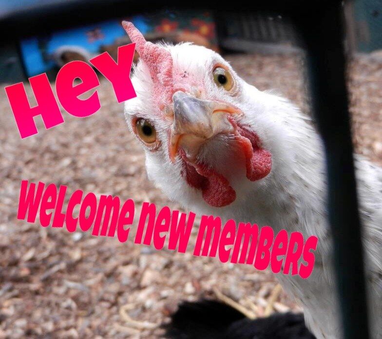 for whom the cock crows