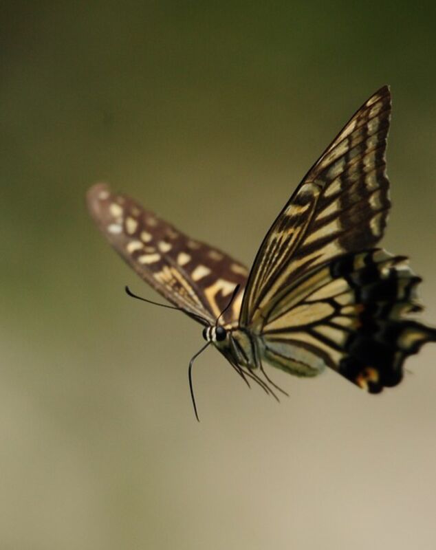 Butterfly.