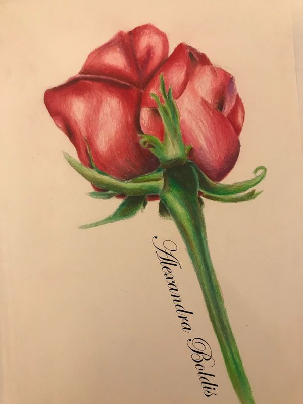 Bloom