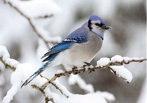 Winter Bird