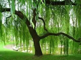 Willow Tree