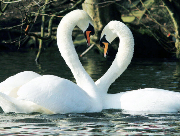 Swan Lake