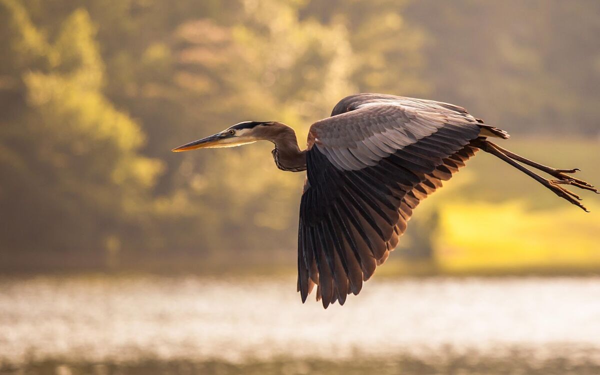 The Golden Crane
