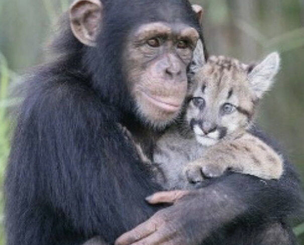 Dumb Animals???