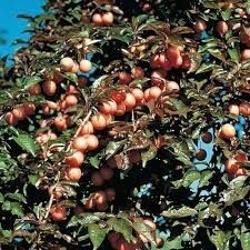 Plum