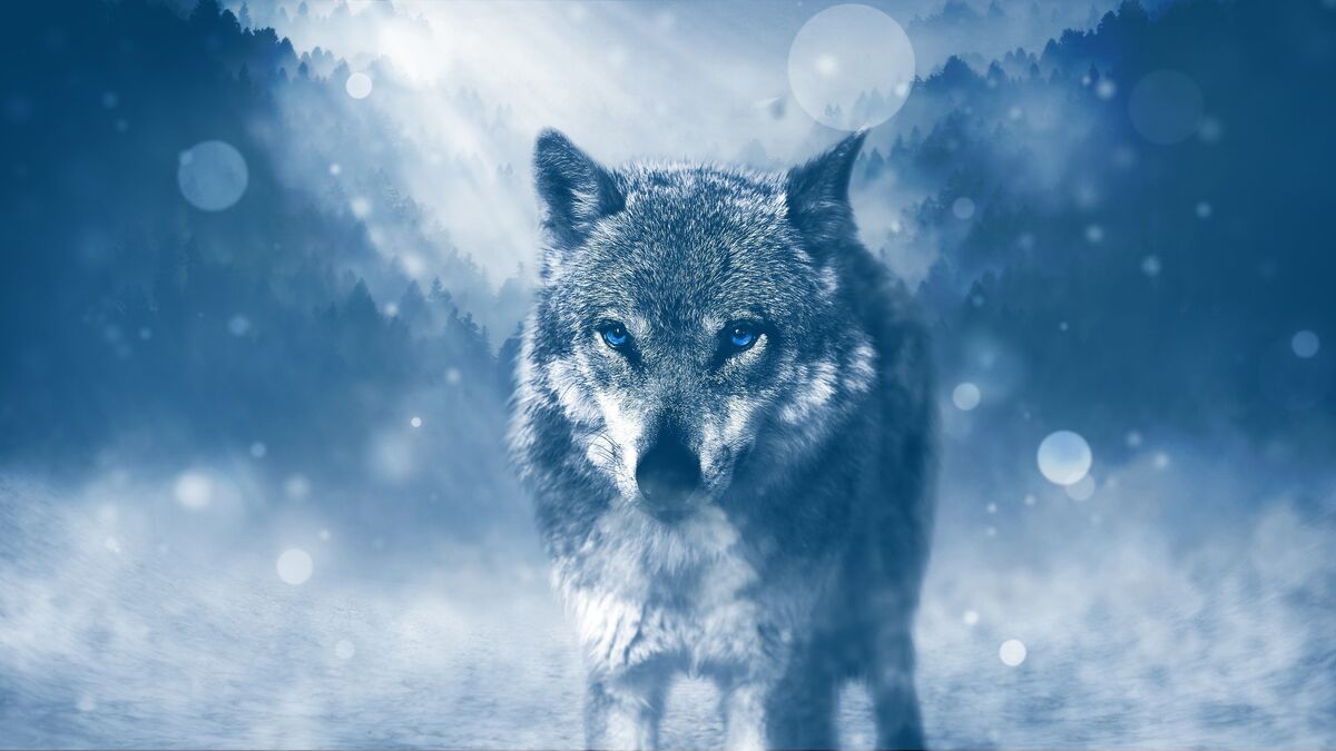 Ice Cold Killer_The Wolf.