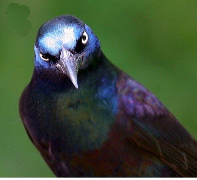 HUMAN GRACKLE