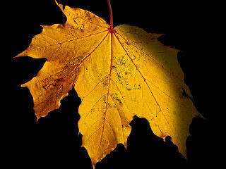 I WAS LEAF ON TREE