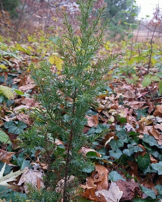The Sapling