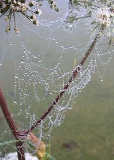 Haiku Spider at daybreak