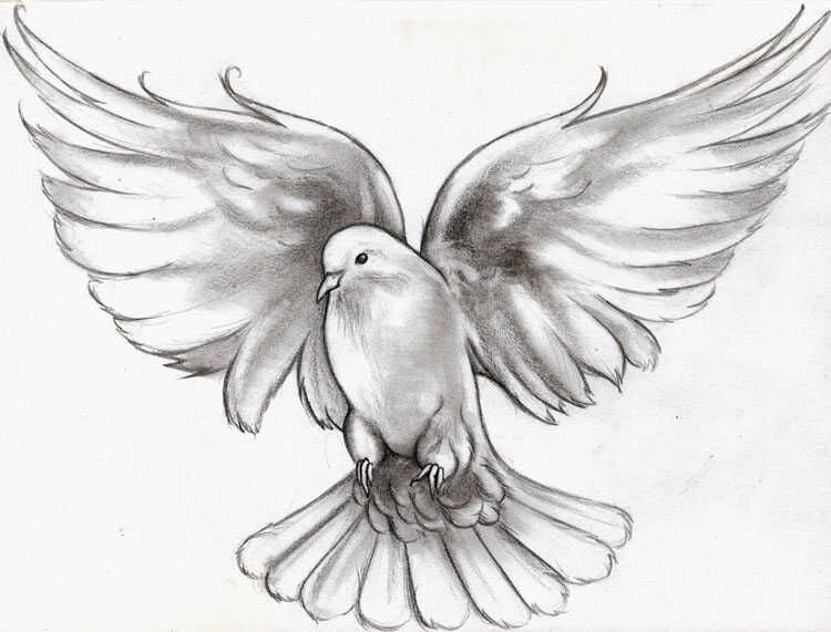 sweet white winged dove