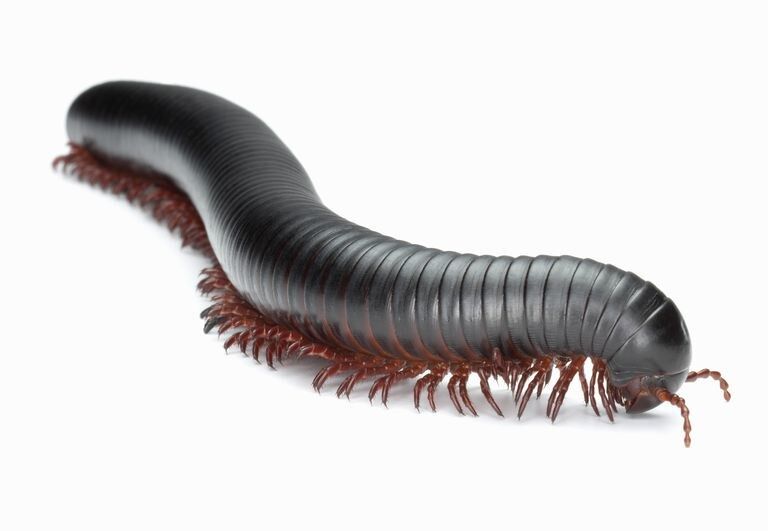 Mom Hated Millipedes