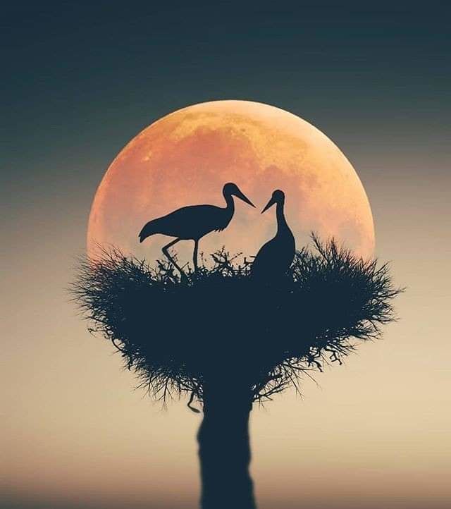 "STAY"