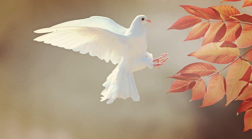 the wings of the dove