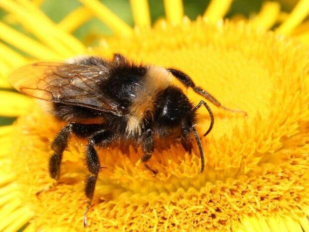 Bee in my Bonnet