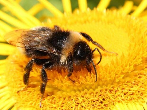 Bee in my Bonnet