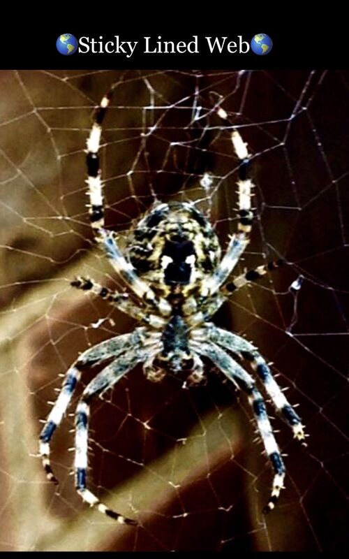 ‘Sticky Lined Web’‘