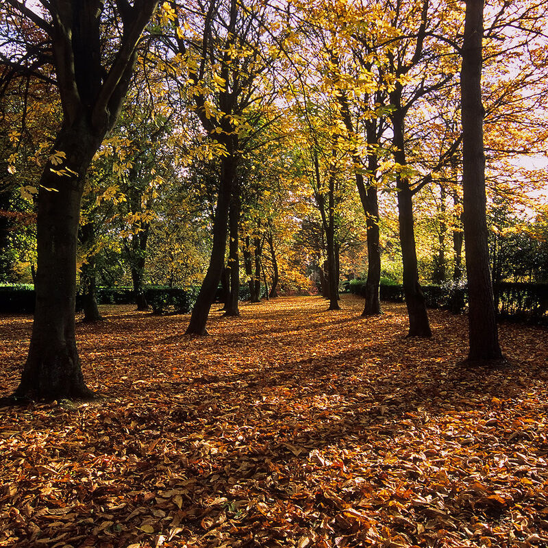 Falling of the Leaves