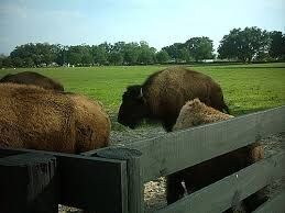 The Great Buffalo Hunters