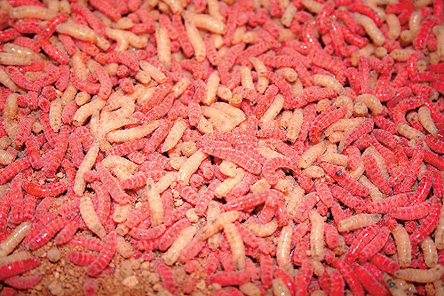 Maggots 
