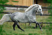 My dear dappled horse friend