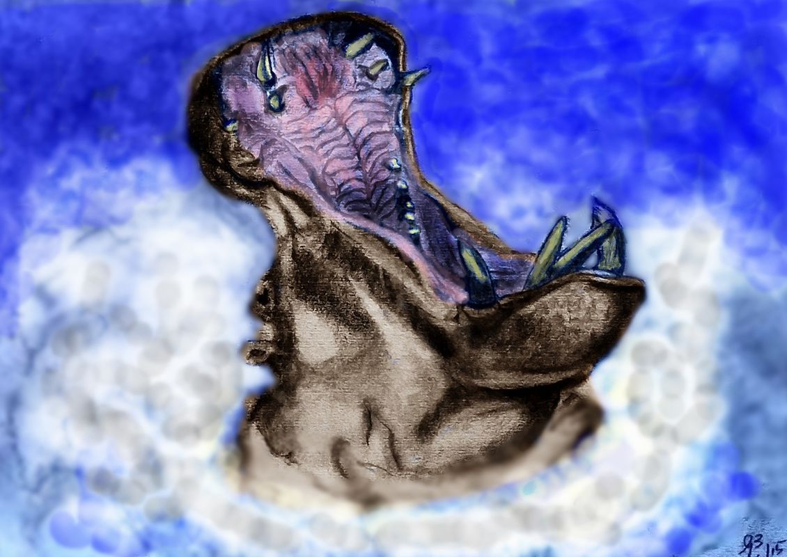 Hippo yawn
