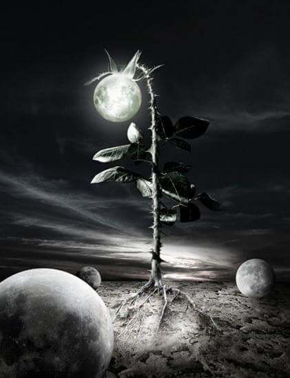 Moonbeam...