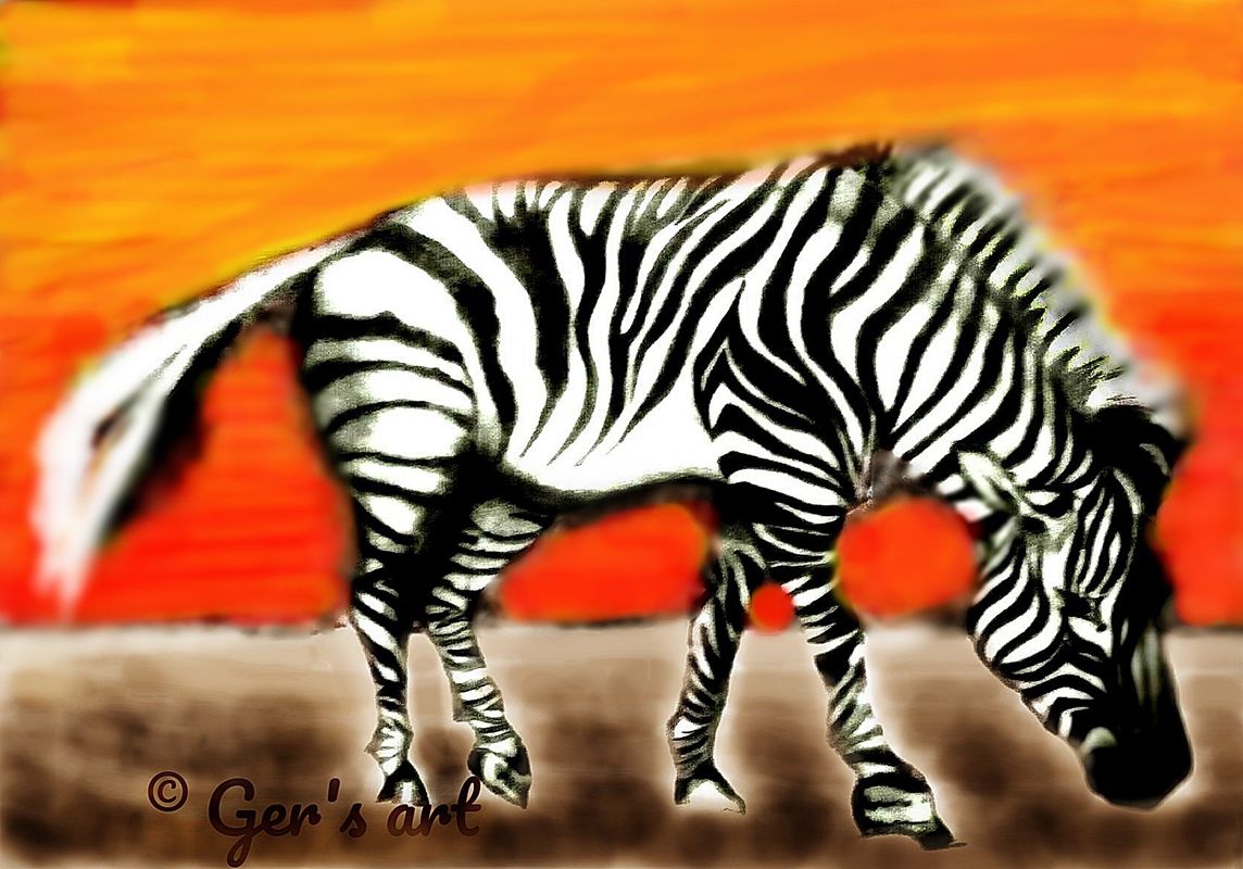 Zebra