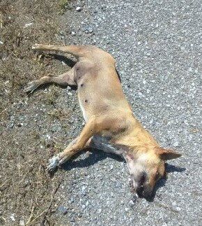 Dead Dog