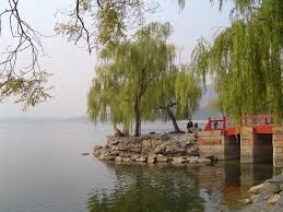 Why doth the willow weep