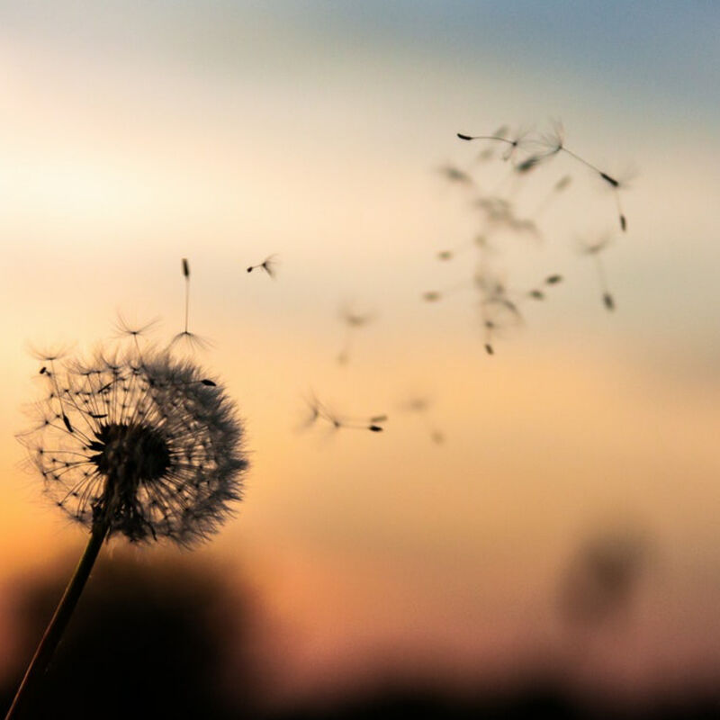 Coz I was just a dandelion