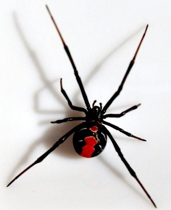 The black widow