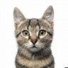 Tabby Cat