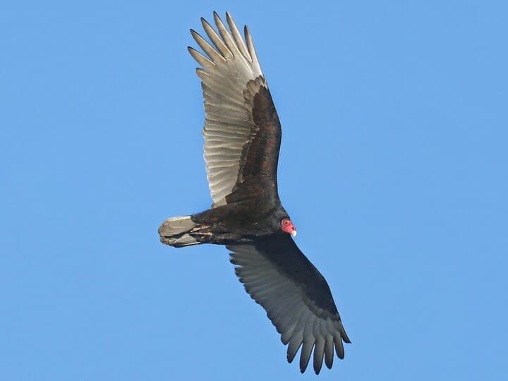 Soaring