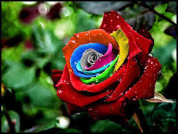 My wish