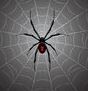 LATRODECTUS - The Black Widow