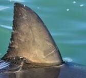 Shark Attack