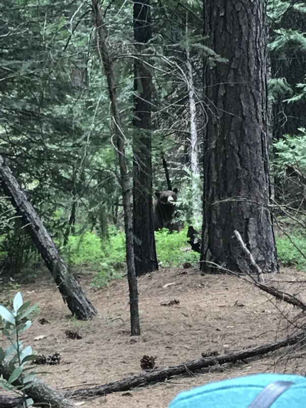 On bears