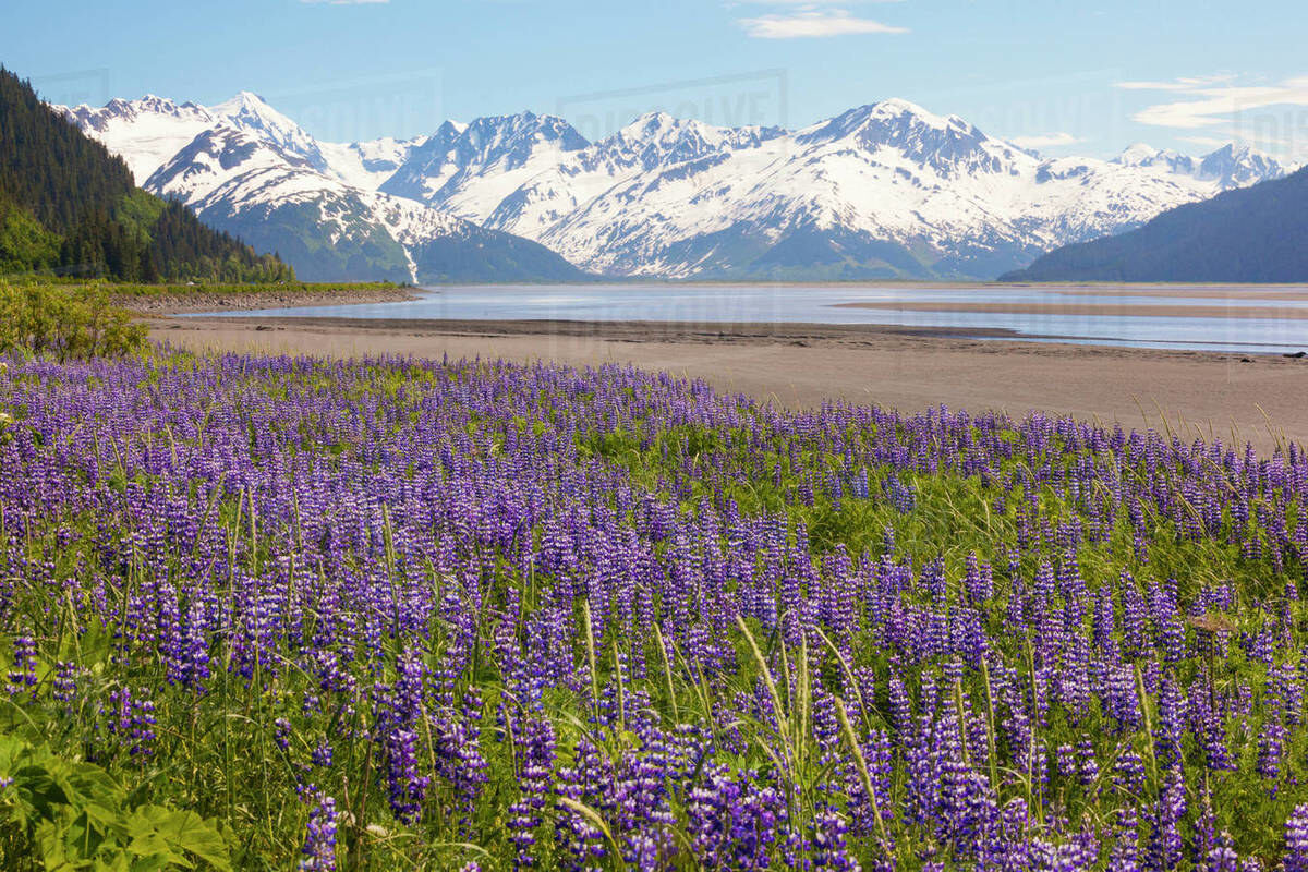 Lupines Along an Alaskan Highway