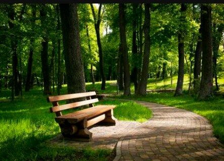Wooden bench.