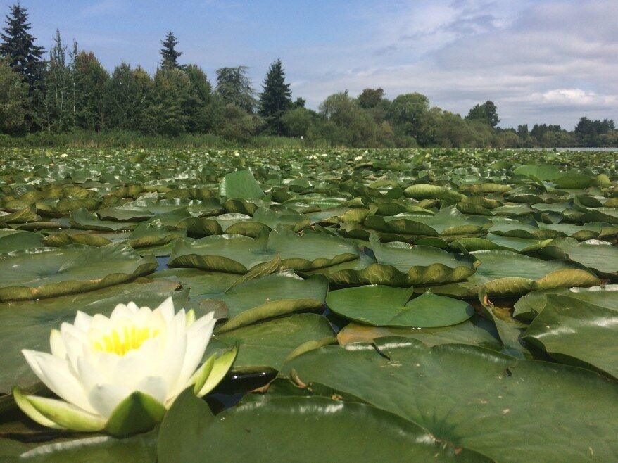 Leisure lake