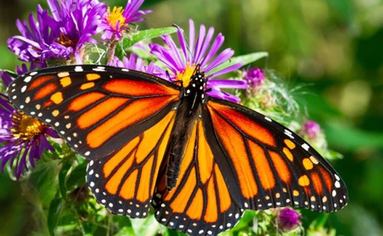 God&#039;s Beautiful Creation