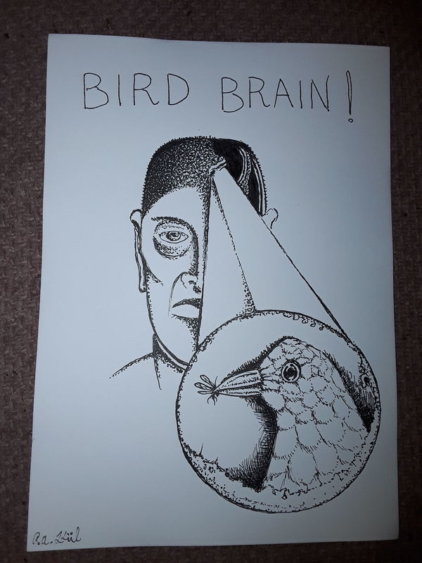 Bird brain