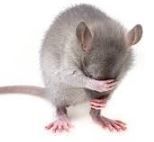 Where's The Mouse