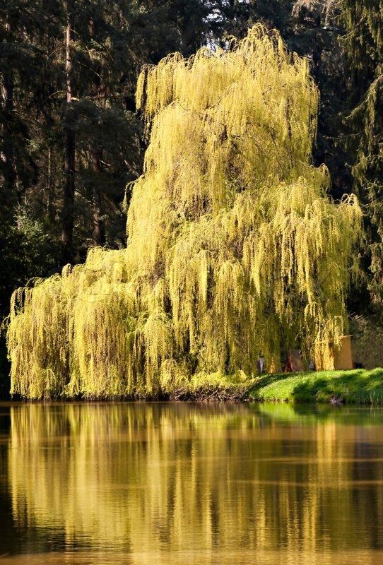 Weeping Willow