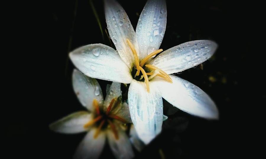She is white lilly...