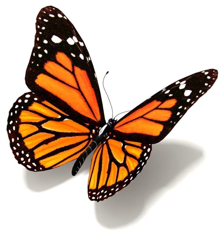 THE BUTTERFLY 