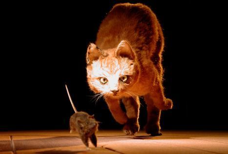 The Mouse and the Cat