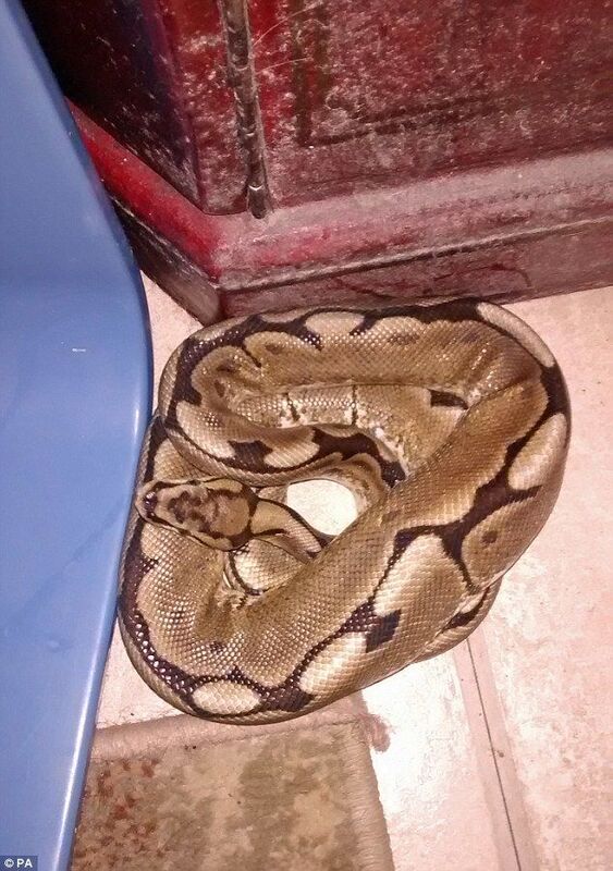 THE THREE FOOT PYTHON