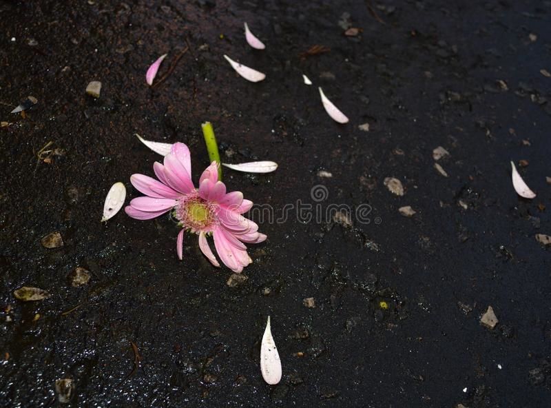 The Flower